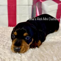 Boy 2 - Black and tan male Dachshund puppy in Lakeland, Florida from Ruthie’s Rich Mini Dachshunds