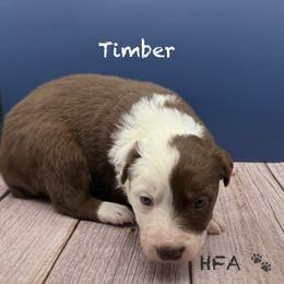 Timber - Chocolate male Border Collie puppy in Fairview, Tennessee from Hoffman Forest Acres LLC