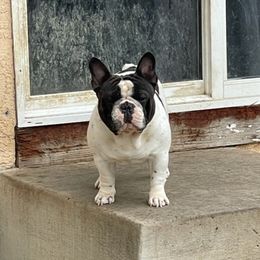French Bulldogs from Guillermo García-Amaro's French Bulldogs