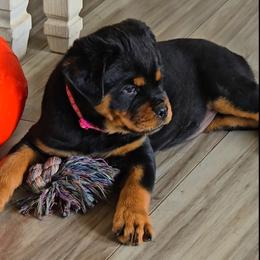 Pink girl - Black and mahogany female Rottweiler puppy in Lake City, Florida from Haus Der Wut Kennels