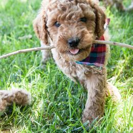 Goldendoodle Puppies from Dashing Doodle Pups