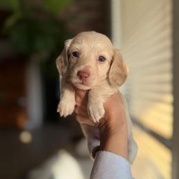 Beaux - Cream male Dachshund puppy in Baton Rouge, Louisiana from Bayou d’Elara Dachshunds