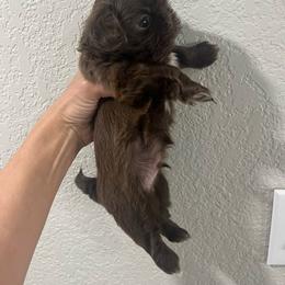 Shih Tzu Puppies from Hand Raised Shih Tzu’s