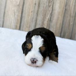 Tulip - Tri-color female Bernedoodle puppy in Wamego, Kansas from Doodles of Oz