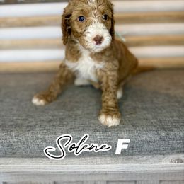 Solene - Apricot female Goldendoodle puppy in Houston, Texas from Golden Life Doodles