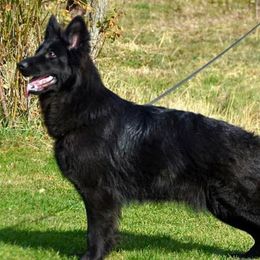 German Shepherds from Ravensway