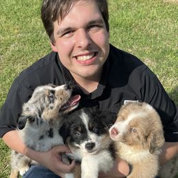 Australian Shepherd puppies from PCG Farms