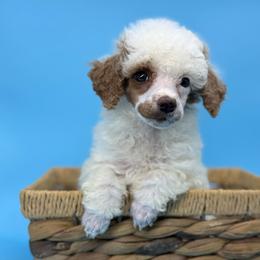 Pudding - Parti female Poodle puppy in Greeneville, Tennessee from Smokey Mountain Sheepadoodles
