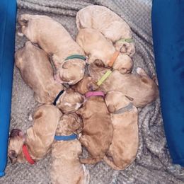 Goldendoodle Puppies from Doodle Life Goldendoodles