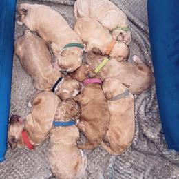 Goldendoodle Puppies from Doodle Life Goldendoodles