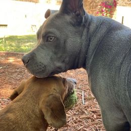 American Bully Puppies from SheShed Bully Camp