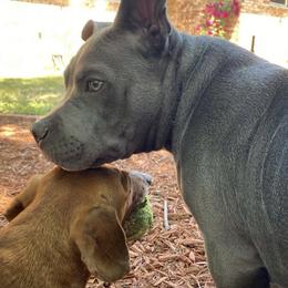 American Bully Puppies from SheShed Bully Camp