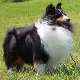 Shetland Sheepdogs from Carolyn Spears's Shetland Sheepdogs