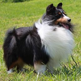 Shetland Sheepdogs from Carolyn Spears's Shetland Sheepdogs
