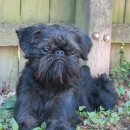 Denzel - Brussels Griffon