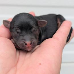 Male 3 - Black and tan male Yorkipoo puppy in Coshocton, Ohio from Forever Family Puppies