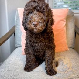 Bear - Chocolate male Goldendoodle puppy in Murrieta, California from Apricot Poodles & Goldendoodles, LLC