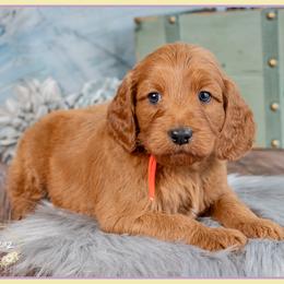Van - Red  male Goldendoodle puppy in Connersville, Indiana from Deaz Doodle Ranch