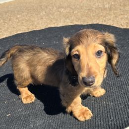Dachshund Puppies from SchmooterBabies