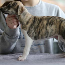 Lord Milori - White and fawn brindle male Whippet puppy in Robesonia, Pennsylvania from Rogue Mountain Manor