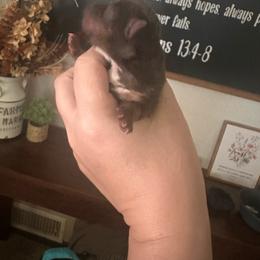 Girl 2 - Chocolate, tan and white female Yorkshire Terrier puppy in Sterling, Colorado from Nikki’s Yorkies