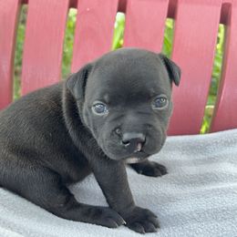 Little Cleft Girl - Brindle female Staffordshire Bull Terrier puppy in Houston, Texas from Breaking Bad Staffords