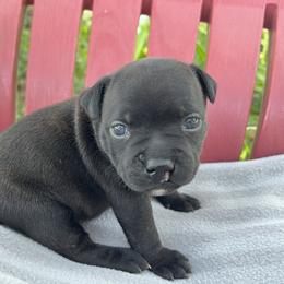 Little Cleft Girl - Brindle female Staffordshire Bull Terrier puppy in Houston, Texas from Breaking Bad Staffords