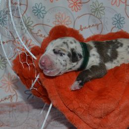 Emmett - Great Dane puppy from Timpanogos Kennels