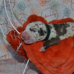 Emmett - Great Dane puppy from Timpanogos Kennels