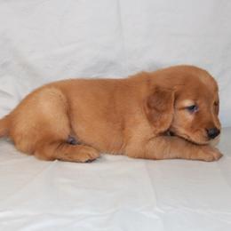 Nettle - Dark golden male Golden Retriever puppy in New Weston, Ohio from Bertke AKC Golden Retrievers and Bernese Mountain Dogs