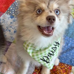 Pomsky Puppies from SoCal Pomskies LLC