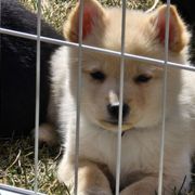 Benjamin  (black collar) - Black Schipperke puppy in Alcester, South Dakota from Fischer Kennels