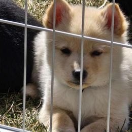 Benjamin  (black collar) - Black Schipperke puppy in Alcester, South Dakota from Fischer Kennels