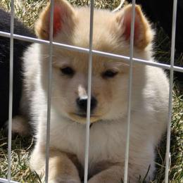 Benjamin  (black collar) - Black Schipperke puppy in Alcester, South Dakota from Fischer Kennels