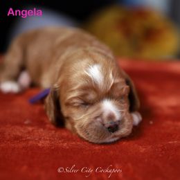 Angela - Red female Cockapoo puppy in Canastota, New York from Silver City Cockapoos