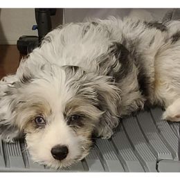 Aussiedoodle, Australian Shepherd, and Miniature Australian Shepherd Puppies from Bline's Awesome Aussies CA
