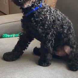 Poodles from Ari Maras