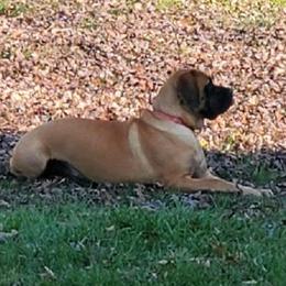 Zena - Mastiff