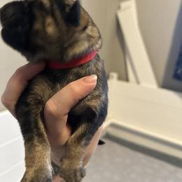 Boy 1 - Sable male German Shepherd puppy in Athol, Idaho from Coterie Shepherds
