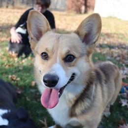 Andy - Pembroke Welsh Corgi