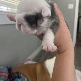 Teacup - Blue tri-color female Bulldog puppy in Hobe Sound, Florida from Amanda’s Bullies