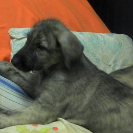 Irish Wolfhounds from Castle Keep Hounds, LLC
