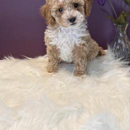 Oakley - Apricot female Poodle puppy in Lakeland, Florida from Blessed Beginnings Puppies