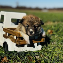 Buzz - Sable male Pembroke Welsh Corgi puppy in Sheldon, Missouri from Clearsky Corgis