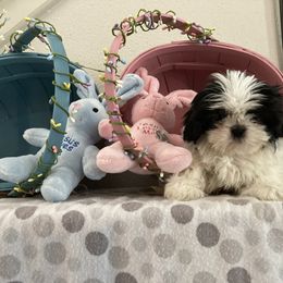 Shih Tzu Puppies from Little Lions West