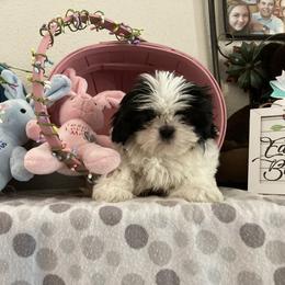 Shih Tzu Puppies from Little Lions West