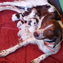 Boy 1 - Liver and white male Brittany puppy in North Hampton, New Hampshire from Birch Spring Brittanys