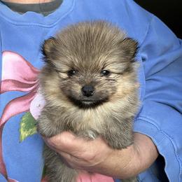 Major - Orange sable male Pomeranian puppy in Zavalla, Texas from Precious Puff Poms