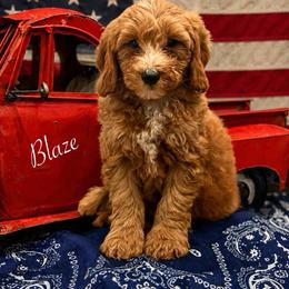 Blaze - Red  male Goldendoodle puppy in Crockett, Texas from Kingdom Kennels