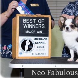 Chihuahua Puppies from Country Charm Chihuahuas